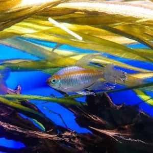 Congo Tetra