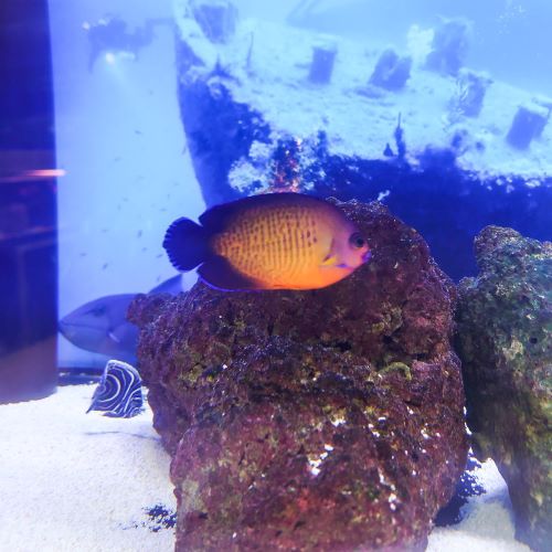 Coral Beauty