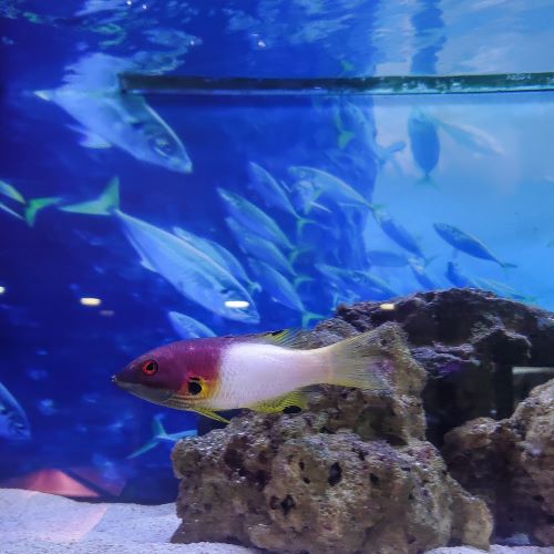 Coral Hogfish