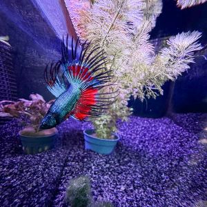 Crowntail Betta tropical fish aquarium