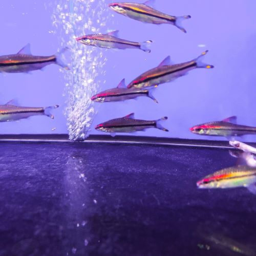 Denison Barb tropical aquarium fish tank