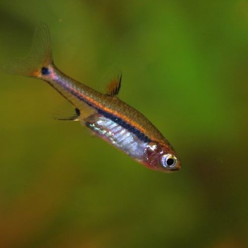 Exclamation Point Rasbora