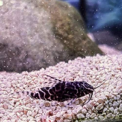 Featherfin Synodontis Catfish tropical fish aquarium