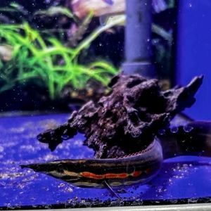 Fire Eel Mastacembelus erythrotaenia tropical aquarium fish