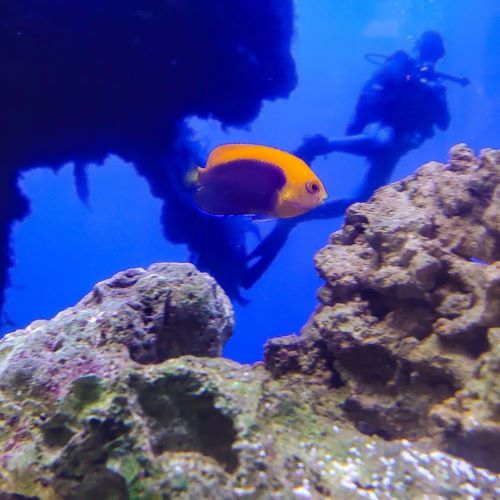 Fireball Angelfish