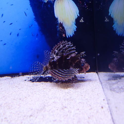 Fuzzy Dwarf Lionfish