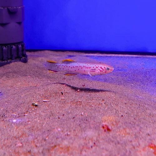 Gardneri Killifish