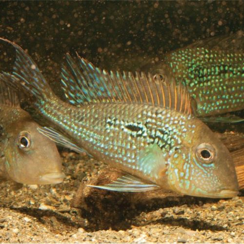 Geophagus Sveni araguaia