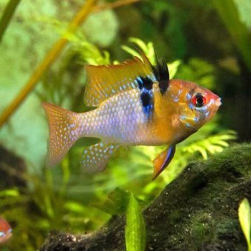 German Ram Small