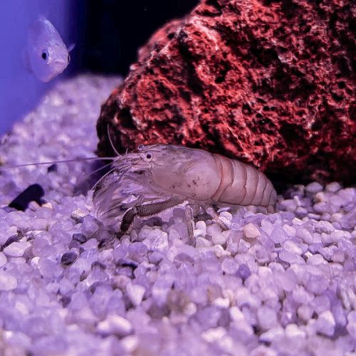 Giant Fan Shrimp