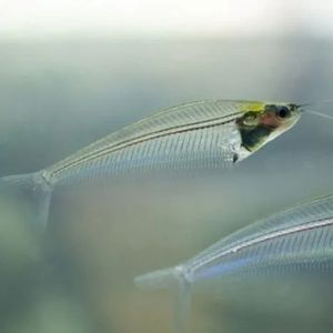Glass Catfish