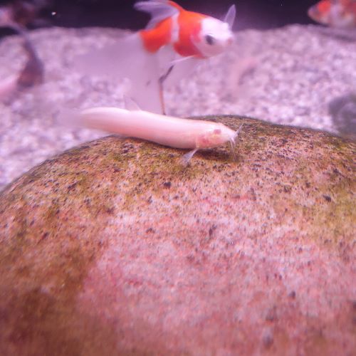 Gold Weather Loach
