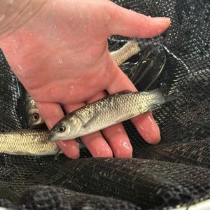 Grass Carp 5-6"