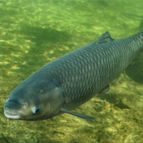 Grass Carp