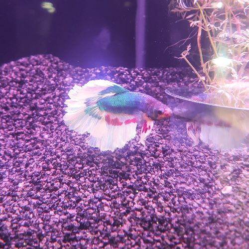 Halfmoon Betta