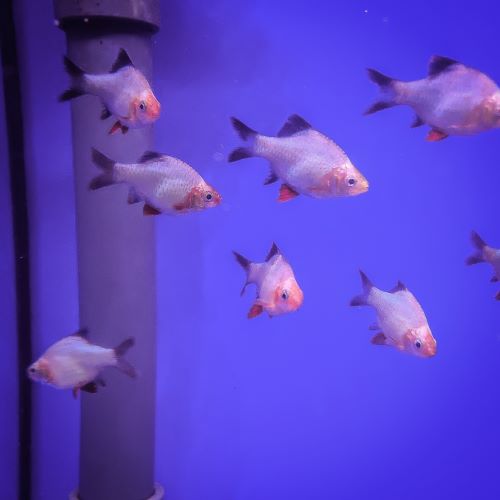 Jade Green Tiger Barb