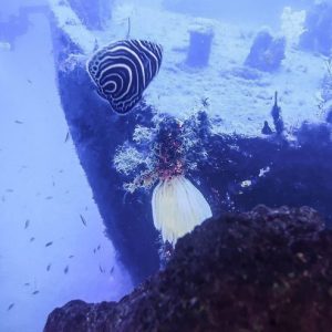 Juvenile Emperor Angelfish