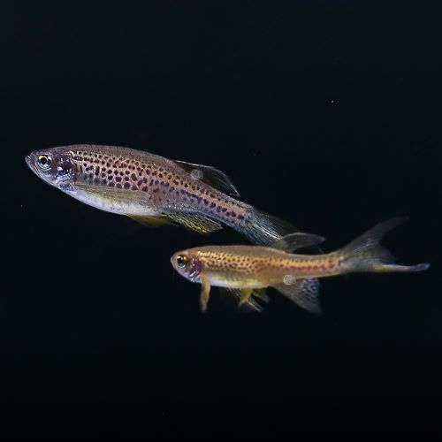 Leopard Danio