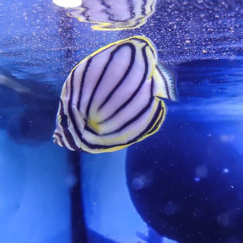 Meyer's Butterflyfish