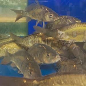 Mirror Carp