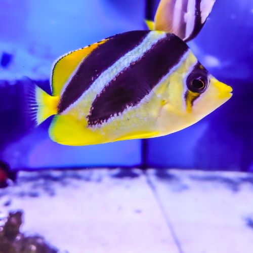 Mitratus Butterflyfish