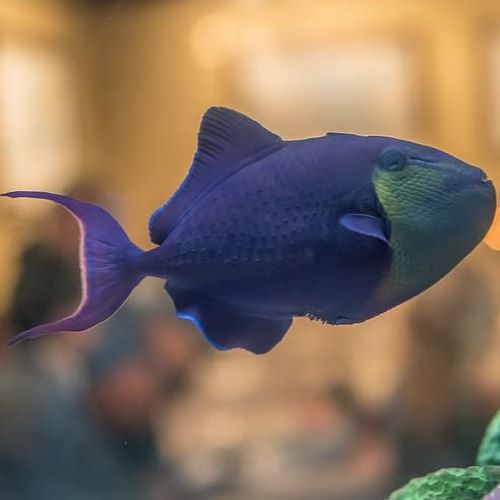 Niger Triggerfish