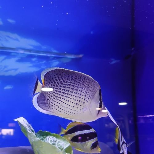 Peppered Butterflyfish