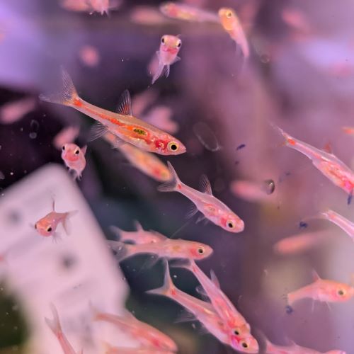 Phoenix Rasbora