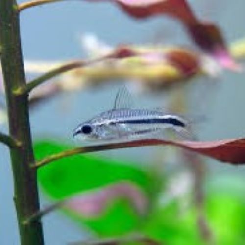 Pygmy Corydora tropical fish tank aquarium