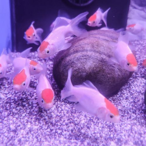 Red Cap Fancy Goldfish