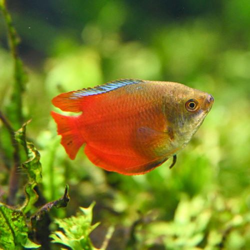 Red Dwarf Gourami