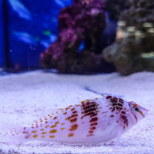 Rock Hopper Hawkfish