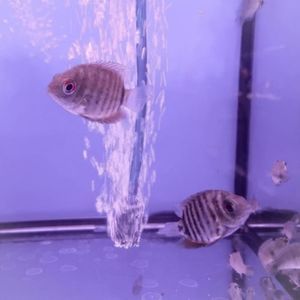 Rotkeil Severum