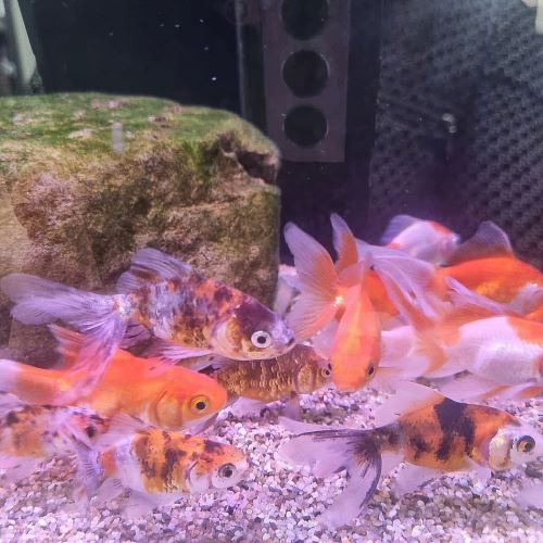 Ryukin Fancy Goldfish