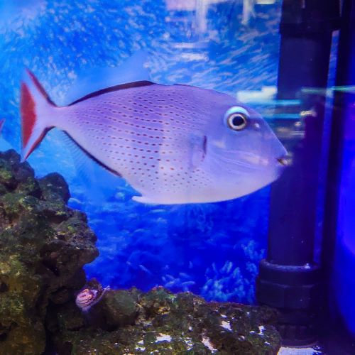 Sargassum Triggerfish