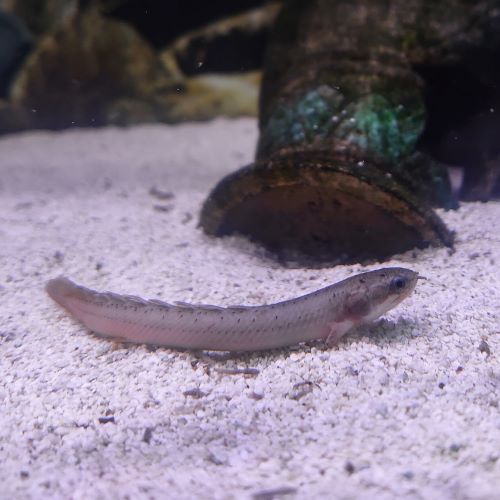 Senegal Bichir