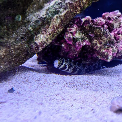 Snowflake Moray Eel