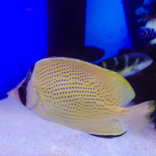 Speckled Citron Butterflyfish