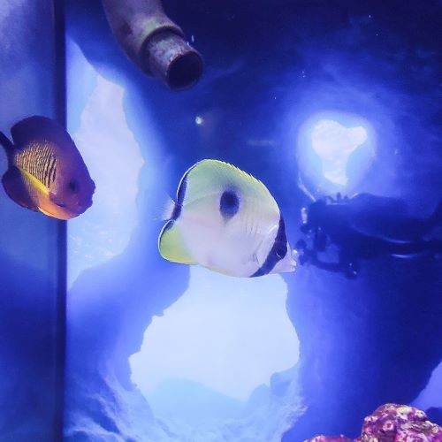 Teardrop Butterflyfish