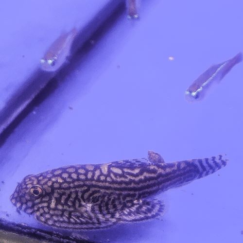 Tiger Hillstream Loach