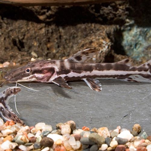 Tiger Shovelnose Catfish