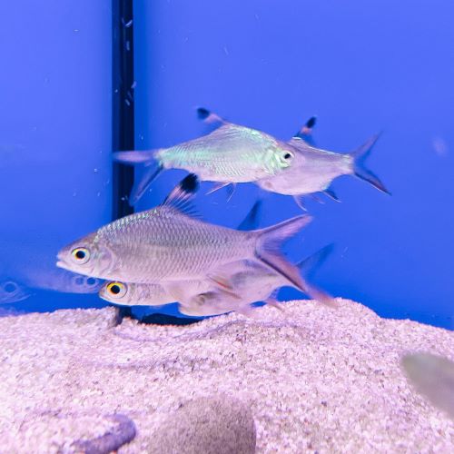 Tinfoil Barb