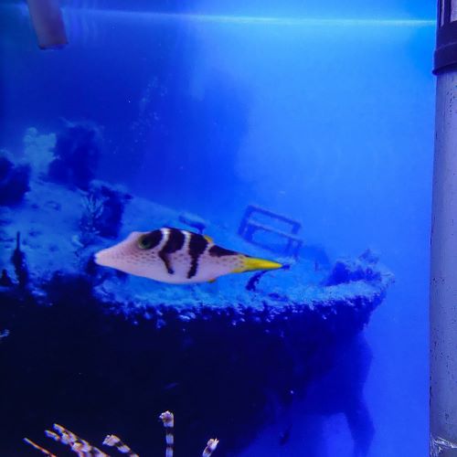 Valentini Pufferfish