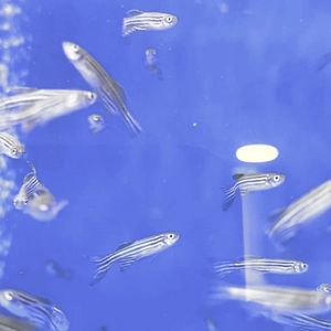 Zebra Danio