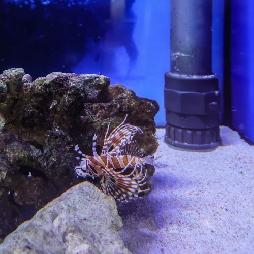 Zebra Dwarf Lionfish