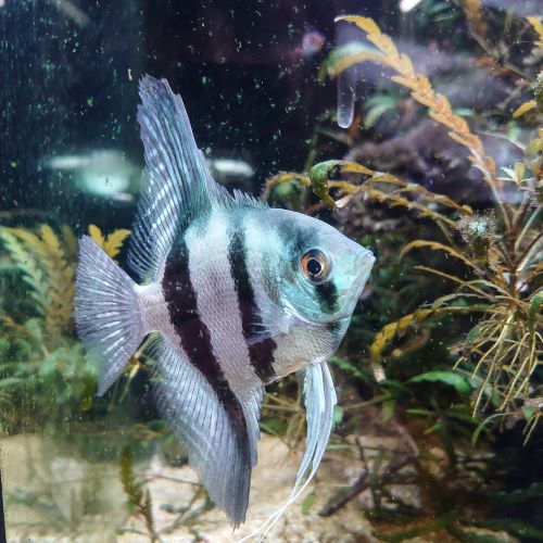 blue Common false altum Angelfish tropical aquarium fish tank