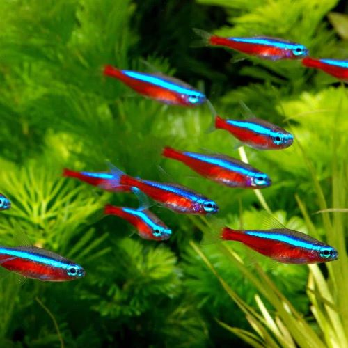 Cardinal Tetra