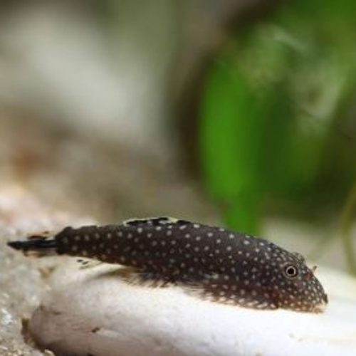 Spotted Hillstream Loach
