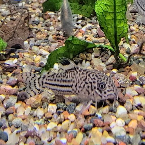 leopard cory