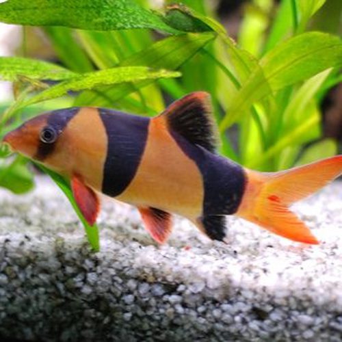 Clown Loach